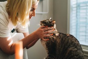 Katzen-Krankenversicherung und Katzen-OP-Versicherung